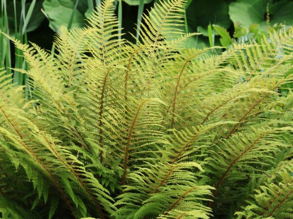 Blužniapapartis  "Rotstiel’" (Athyrium filix - femina  "Rotstiel")