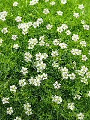 Siūlinė žemenė "Green Moss" (Sagina subulata "Green Moss")