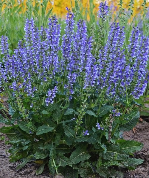 Šalavijas "Fashionista Azure Snow" (Salvia "Fashionista Azure Snow")