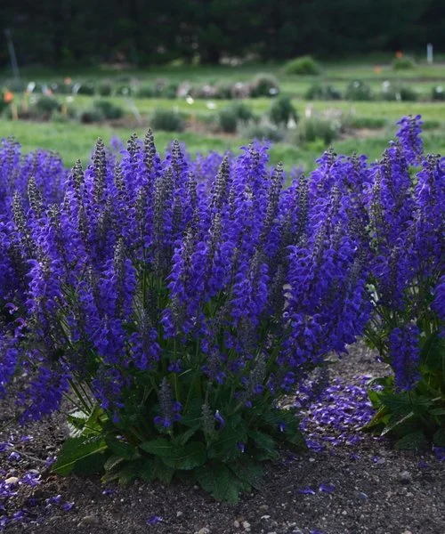 Šalavijas "Fashionista Evening Attire" (Salvia "Fashionista Evening Attire")