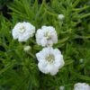 Kraujažolė čiaudulinė „Noblessa” (Achillea „Noblessa”)