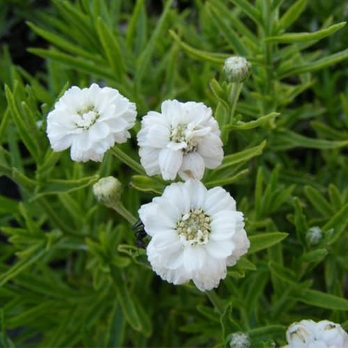 Kraujažolė čiaudulinė „Noblessa” (Achillea „Noblessa”)