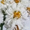 -zlocien-western-star-white-double-crux-leucanthemum-maximum-western-star-white-double-crux Baltagalvė "Western Star White Double Crux" (Leucanthemum maximum "Western Star White Double Crux")