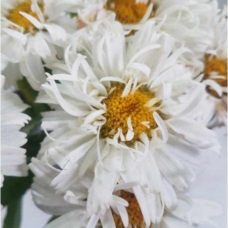 -zlocien-western-star-white-double-crux-leucanthemum-maximum-western-star-white-double-crux Baltagalvė "Western Star White Double Crux" (Leucanthemum maximum "Western Star White Double Crux")