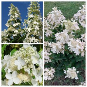 Hortenzija šluotelinė „Levana” (Hydrangea paniculata „Levana”)