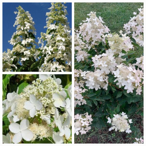 Hortenzija šluotelinė „Levana” (Hydrangea paniculata „Levana”)