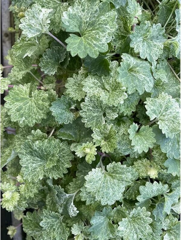 71NgrNesBdS._AC_SX679_ Tramžolė „Dappled Light” (Glechoma „Dappled Light”)