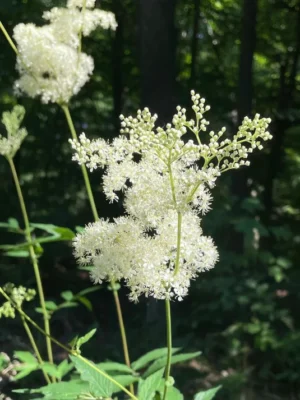 Vingiorykštė (Filipendula ulmaria)
