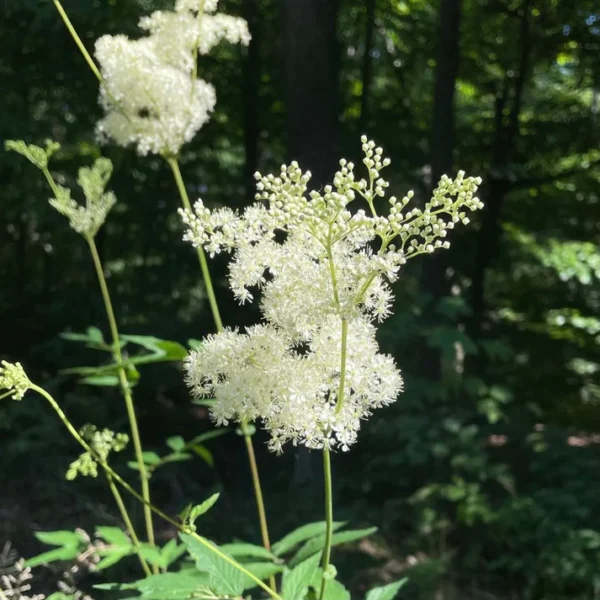 Vingiorykštė (Filipendula ulmaria)