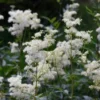 Vingiorykštė (Filipendula ulmaria)