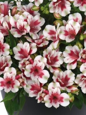 Alstromerija "Inticancha Maya" (Alstromeria "Inticancha Maya")