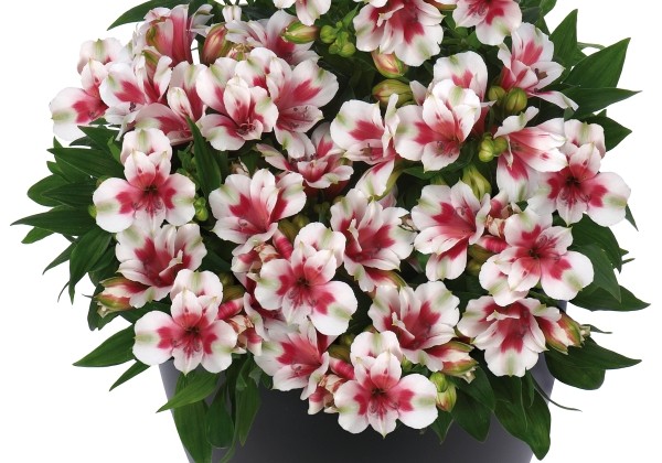 Alstromerija "Inticancha Maya" (Alstromeria "Inticancha Maya")