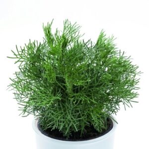 Kietis baltasis/ Kamparo žolė (Artemisia alba/Camphor wormwood)