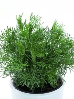 Kietis baltasis/ Kamparo žolė (Artemisia alba/Camphor wormwood)