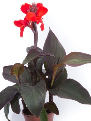 Kana "Cannova Bronze Scarlet" (Canna "Cannova Bronze Scarlet")