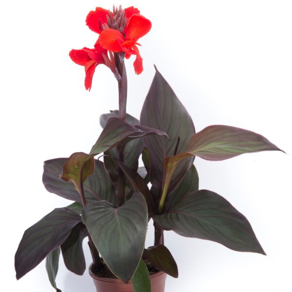 Kana "Cannova Bronze Scarlet" (Canna "Cannova Bronze Scarlet")