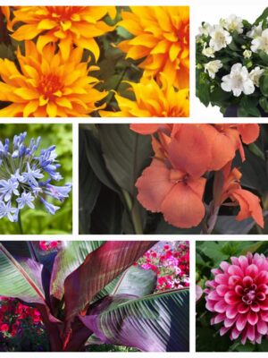 Barškė  "Decadence Pink Lemonade" (Baptisia australis "Decadence Pink Lemonade")