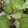Bananas (Musa Maurelli)