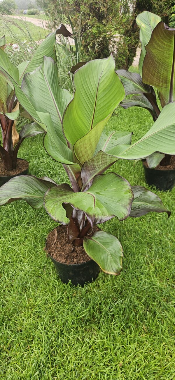 Bananas (Musa Maurelli)
