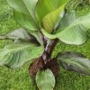 Bananas (Musa Maurelli)