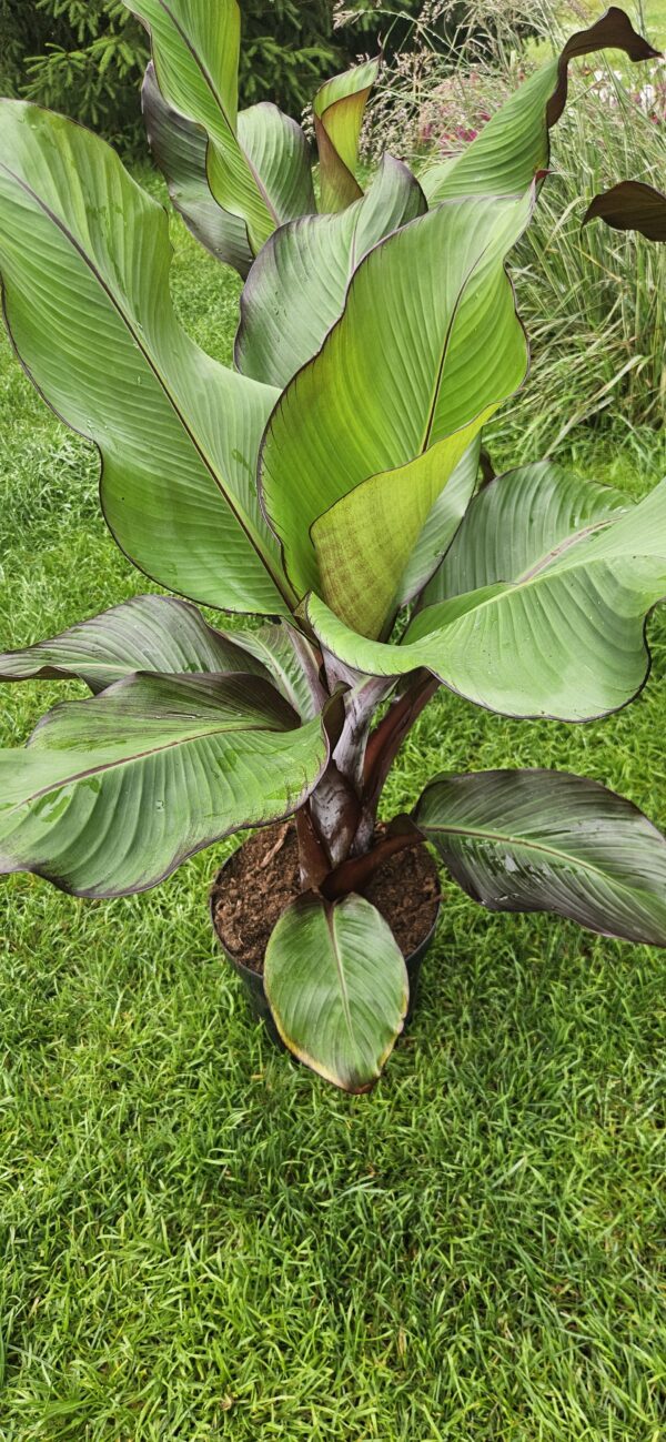 Bananas (Musa Maurelli)