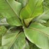Bananas (Musa Maurelli)