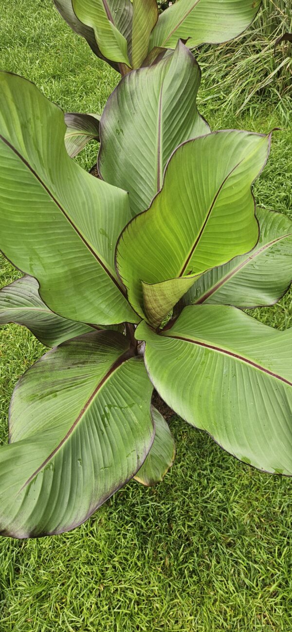 Bananas (Musa Maurelli)