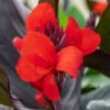 Kana "Cannova Bronze Scarlet" (Canna "Cannova Bronze Scarlet")