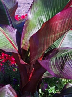 Bananas (Musa Maurelli)