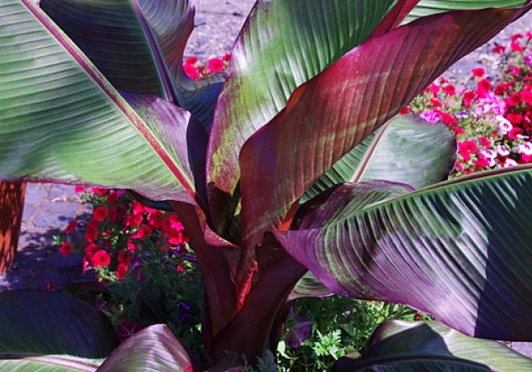 Bananas (Musa Maurelli)
