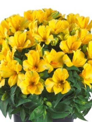 Alstromerija "Colorita Lisa" (Alstromeria "Colorita Lisa")