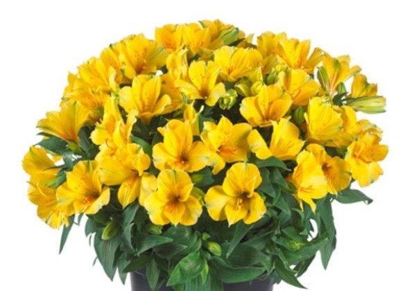 Alstromerija "Colorita Lisa" (Alstromeria "Colorita Lisa")