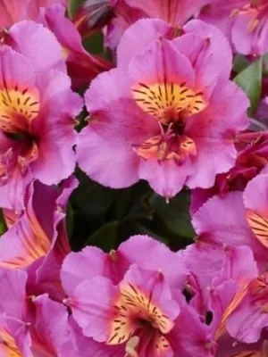 Alstromerija „Incalys Purple” (Alstromeria „Incalys Purple”)