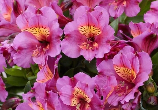 Alstromerija „Incalys Purple” (Alstromeria „Incalys Purple”)