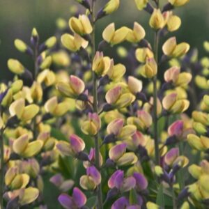 Barškė  "Decadence Pink Lemonade" (Baptisia australis "Decadence Pink Lemonade")