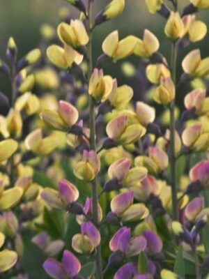 Barškė  "Decadence Pink Lemonade" (Baptisia australis "Decadence Pink Lemonade")