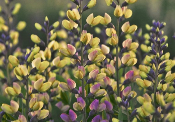 76bapple_104_baptisia_decadence_pink_lemonade.653e38a1479a9 Barškė "Decadence Pink Lemonade" (Baptisia australis "Decadence Pink Lemonade")