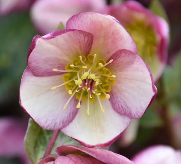 Eleboras „Frostkiss™ Glenda's Gloss” (Helleborus „Frostkiss™ Glenda's Gloss”)