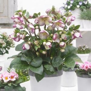 Eleboras „Frostkiss™ Glenda's Gloss” (Helleborus „Frostkiss™ Glenda's Gloss”)