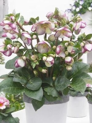 Eleboras „Frostkiss™ Glenda's Gloss” (Helleborus „Frostkiss™ Glenda's Gloss”)