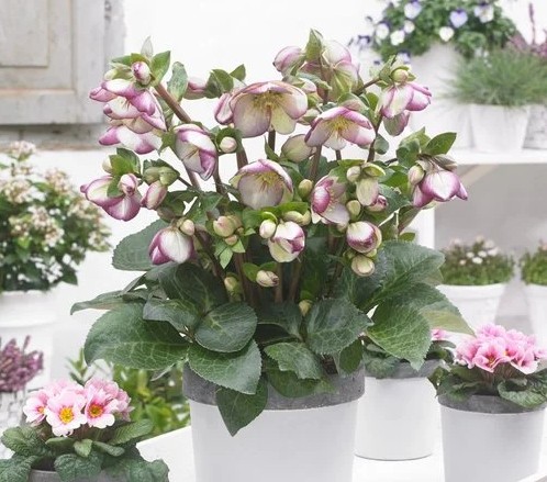 Eleboras „Frostkiss™ Glenda's Gloss” (Helleborus „Frostkiss™ Glenda's Gloss”)