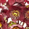 Eleboras „Frostkiss™ Vibey Velvet” (Helleborus „Frostkiss™ Vibey Velvet”)