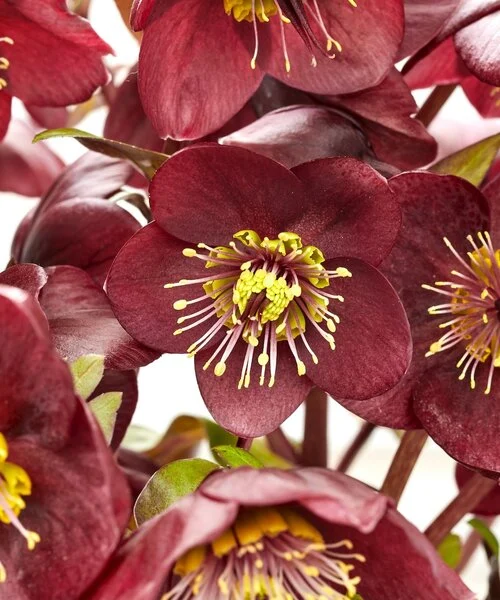 Eleboras „Frostkiss™ Vibey Velvet” (Helleborus „Frostkiss™ Vibey Velvet”)