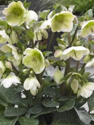 Eleboras „Frostkiss ™ Molly's White” (Helleborus „Frostkiss ™ Molly's White”)