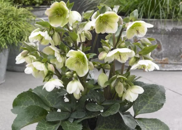 Eleboras „Frostkiss ™ Molly's White” (Helleborus „Frostkiss ™ Molly's White”)