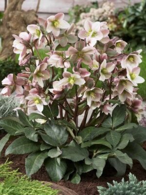 Eleboras "Pirouette" (Helleborus "Pirouette")