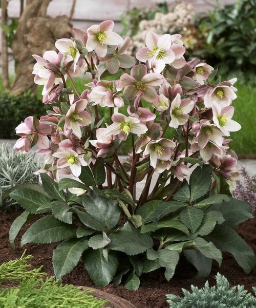 Eleboras "Pirouette" (Helleborus "Pirouette")
