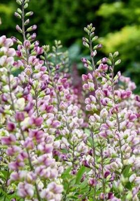 Barškė  "Decadence Pink Lemonade" (Baptisia australis "Decadence Pink Lemonade")