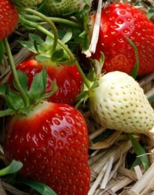 Flair-1400x1000px-1024x731 Braškė "Flair"