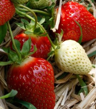 Flair-1400x1000px-1024x731 Braškė "Flair"